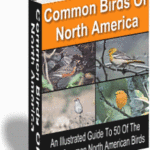 50 Common Birds Of North America